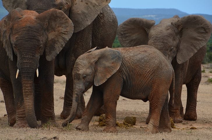 World Elephant Day 2026