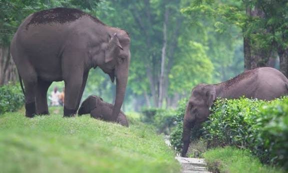 Elephant Corridor Protection