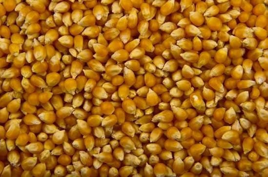 India First Non-GMO Popcorn Maize Hybrid Seed