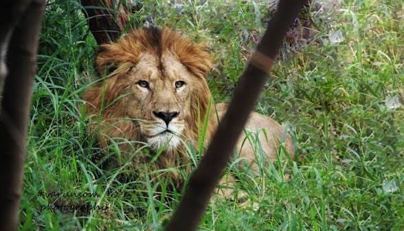 Asiatic Lion Population India