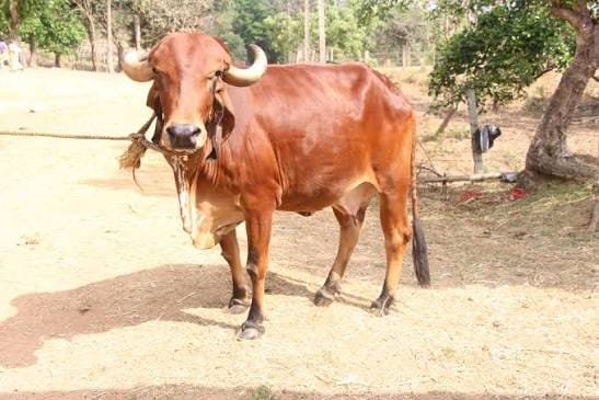 National Animal Disease Control Programme