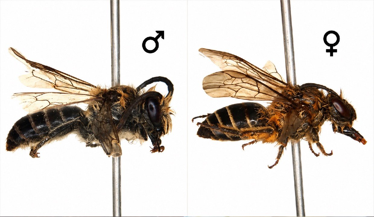 Colletes bhutanicus