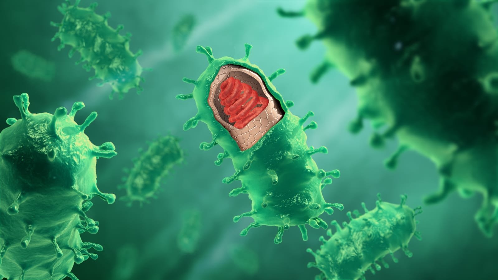 Chandipura Virus