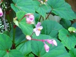 Begonia Nilamorum