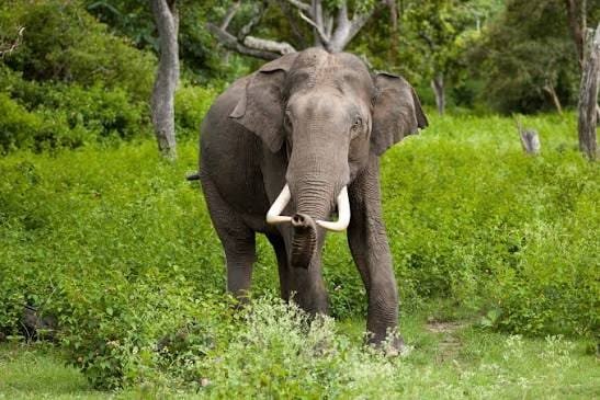 Sonai Rupai Wildlife Sanctuary