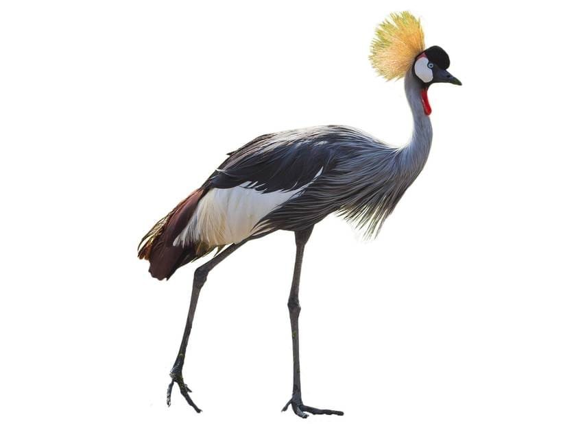 Black-necked Crane