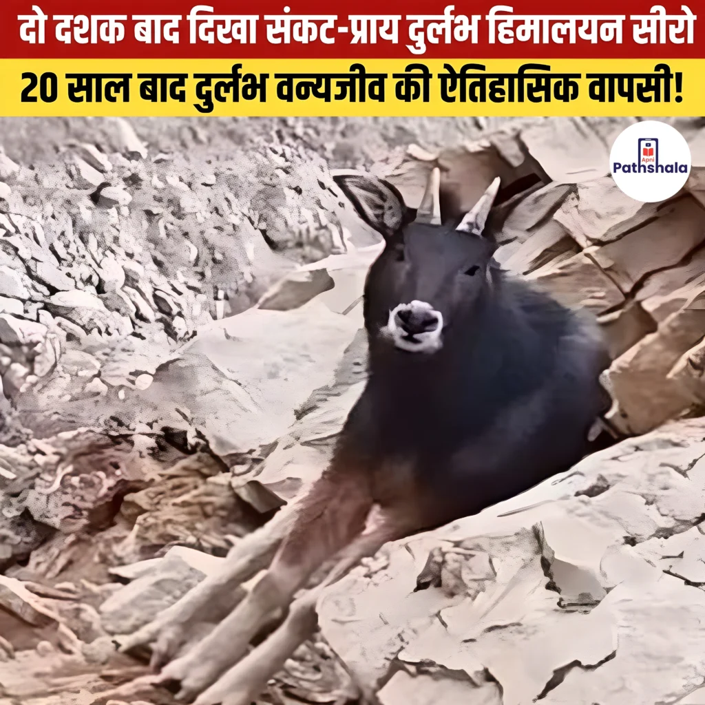 Himalayan Serow