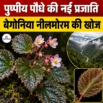पुष्पीय पौधे की नई प्रजाति “Begonia Nilamorum” की खोज