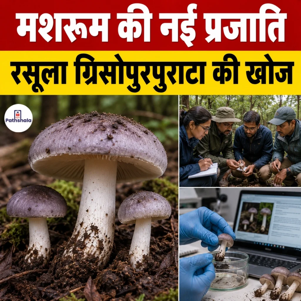 Russula griseopurpurata