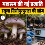 मशरूम की नई प्रजाति “Russula griseopurpurata” की खोज
