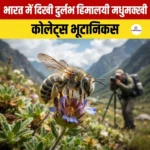 भारत में दिखी दुर्लभ हिमालयी मधुमक्खी “Colletes bhutanicus”