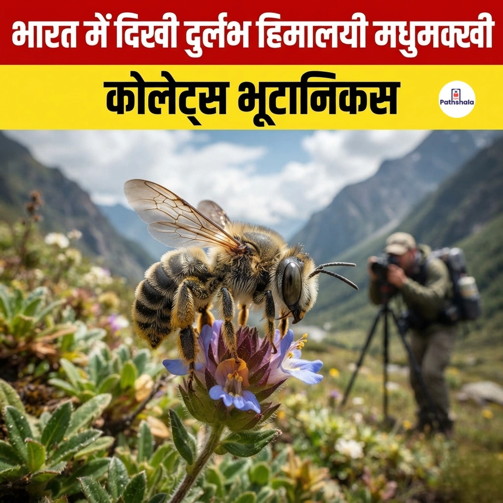 Colletes bhutanicus