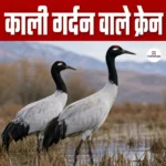 लुप्तप्राय ‘Black-necked Crane’- वैज्ञानिक नाम, शारीरिक बनावट, आवास और संरक्षण स्थिति