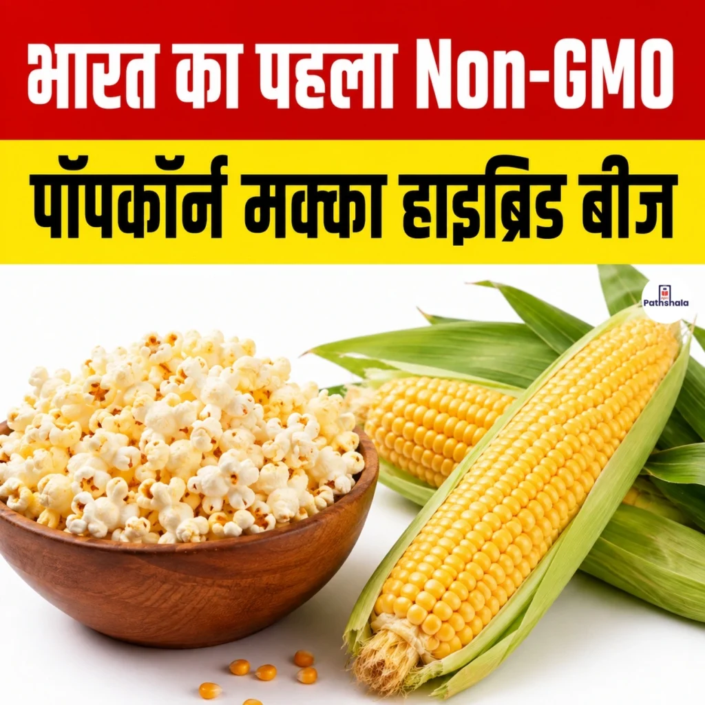 India First Non-GMO Popcorn Maize Hybrid Seed
