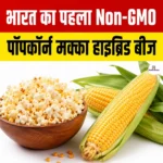 India First Non-GMO Popcorn Maize Hybrid Seed- निर्माणकर्ता, तकनीक, खासियत एवं महत्व