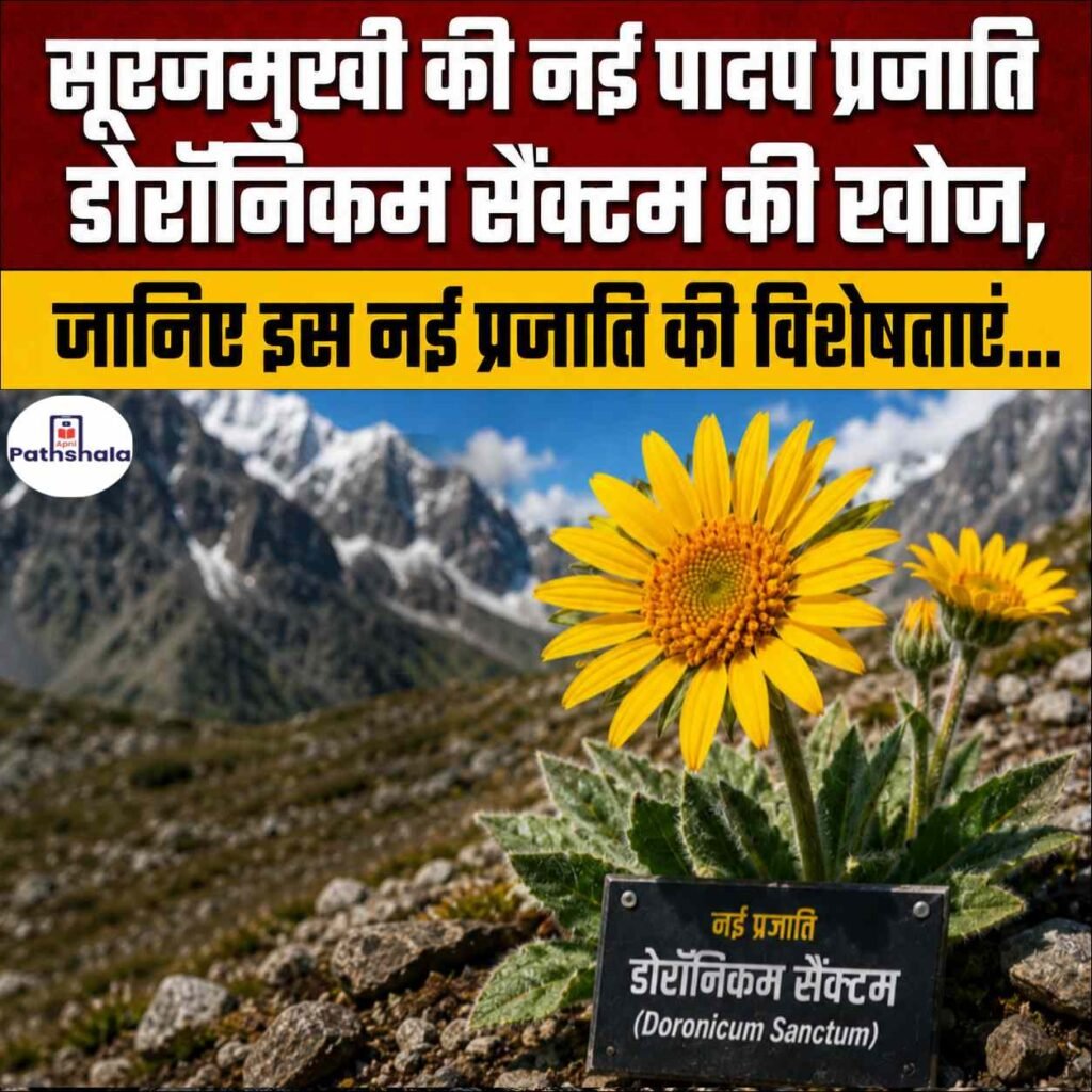 Doronicum sanctum
