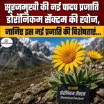 सूरजमुखी की नई पादप प्रजाति “Doronicum sanctum” की खोज, जानिए इस नई प्रजाति की विशेषताएं