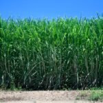 Tamil Nadu Farmers Incentives Raised For Paddy & Sugarcane