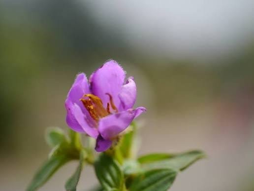 Osbeckia Ulotrichia