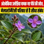 Osbeckia Ulotrichia नामक नए पौधे की खोज, मेलास्टोमैटेसी परिवार से है सीधा संबंध