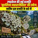 लाइकेन की नई प्रजाति ‘बुएलिया महाराजेंसिस’ की खोज, जानिए इस प्रजाति के बारे में