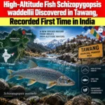 High-Altitude Fish Schizopygopsis Waddellii Discovered in Tawang, Recorded First Time in India 