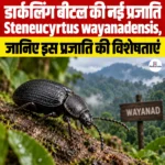 डार्कलिंग बीटल की नई प्रजाति Steneucyrtus wayanadensis, जानिए इस प्रजाति की विशेषताएं