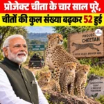 Project Cheetah के चार साल हुए पूरे, चीतों की कुल संख्या बढ़कर 52 हुई