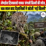 Leopardus tilcayo नामक जंगली बिल्ली की खोज, 100 साल बाद वैज्ञानिकों ने खोजी ‘नई ब‍िल्‍ली’