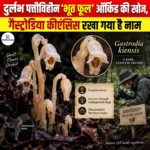 दुर्लभ पत्तीविहीन ‘भूत फूल’ ऑर्किड की खोज, Gastrodia keyiensis रखा गया है नाम
