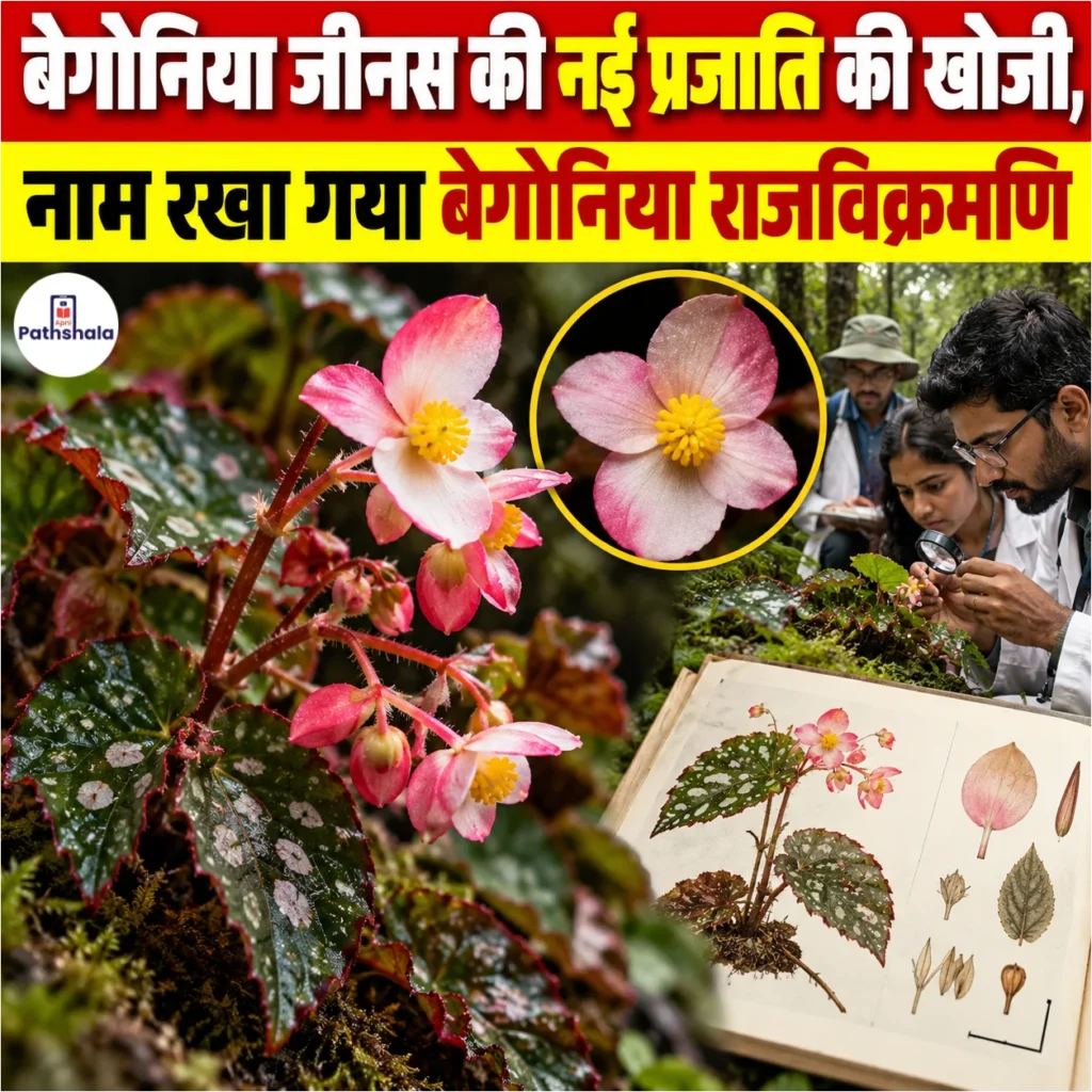Begonia rajvikramanii