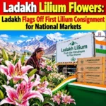 Ladakh Lilium Flowers: Ladakh Flags Off First Lilium Consignment for National Markets