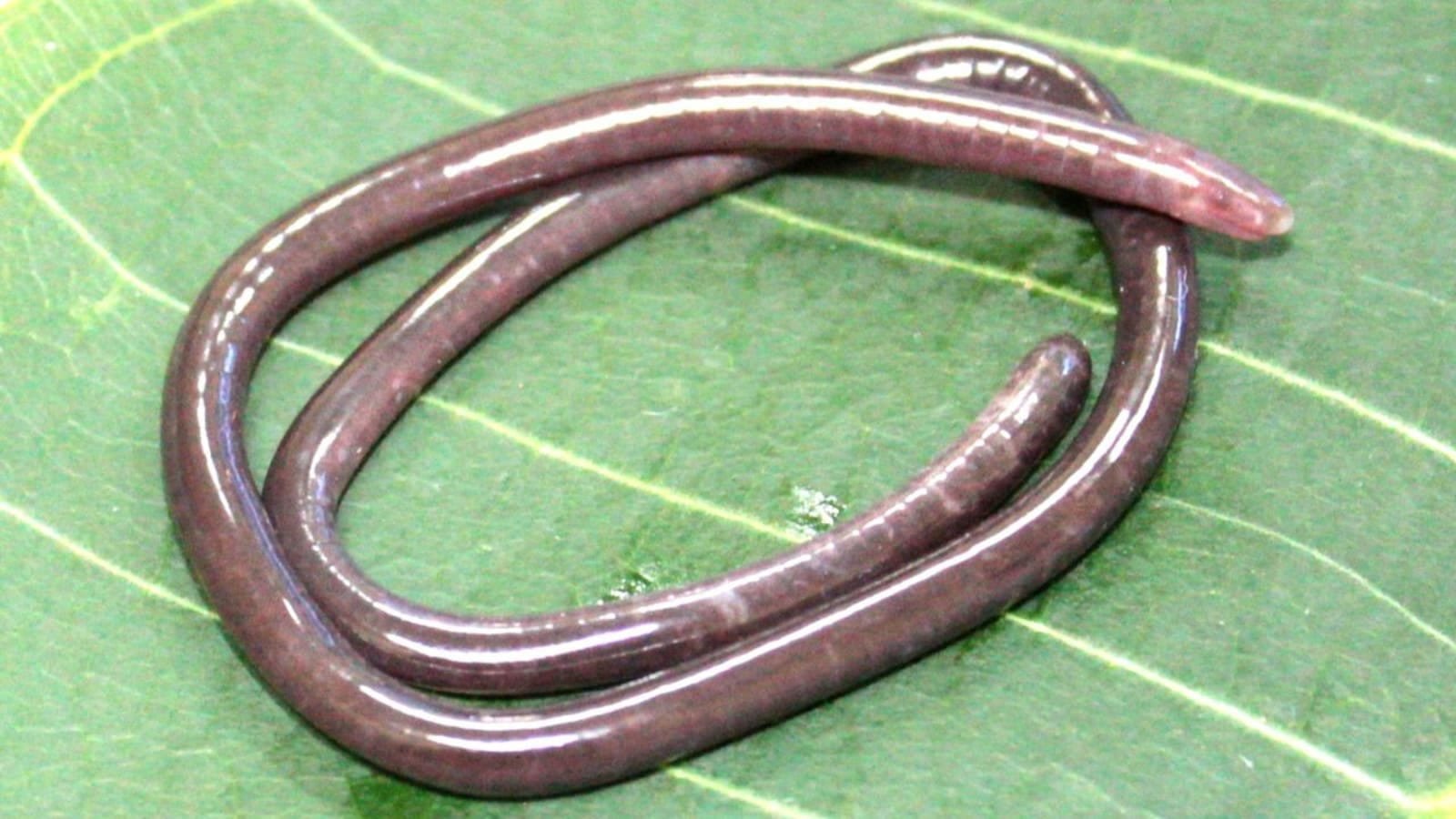 Gegeneophis Chandgadi