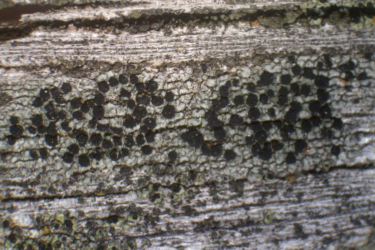 Buellia maharajensis