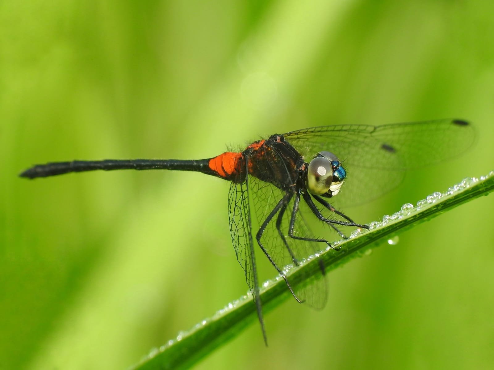 Steneucyrtus wayanadensis