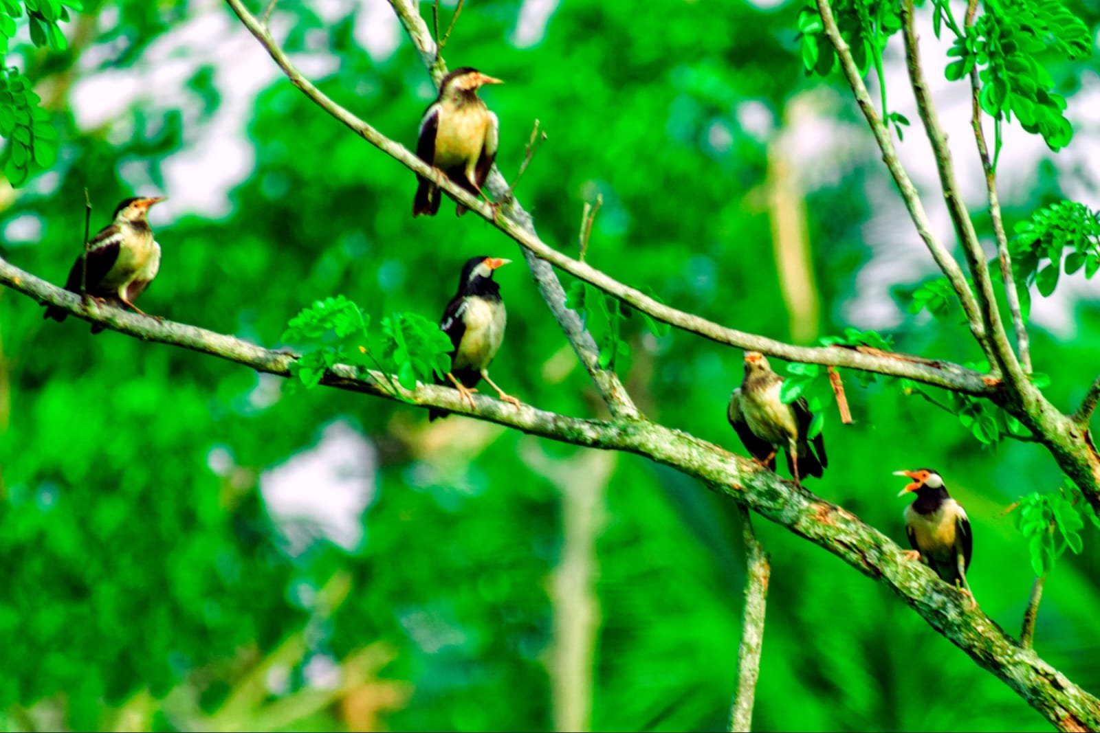 State of the World's Birds Report 2026
