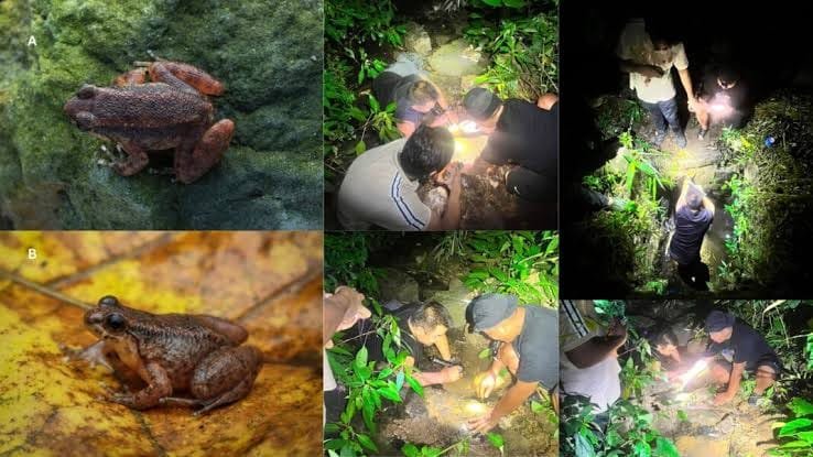 New Frog Species Mizoram 2026