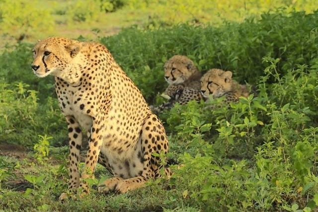 Project Cheetah
