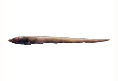Ariosoma cmfriense