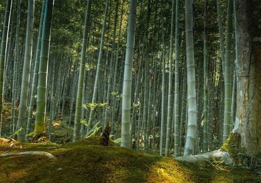 World Bamboo Day 2026