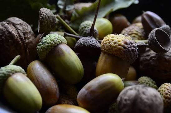 FAO Forests for Food