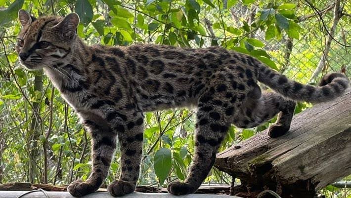 Leopardus tilcayo