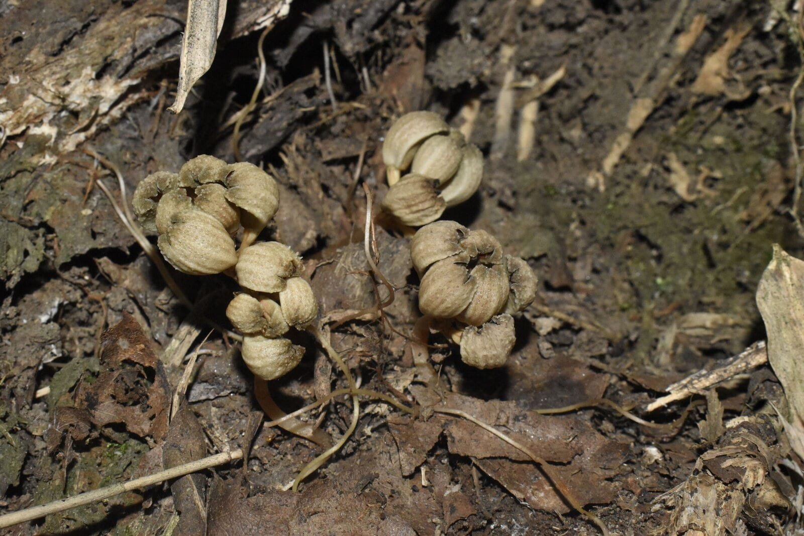 Gastrodia keyiensis
