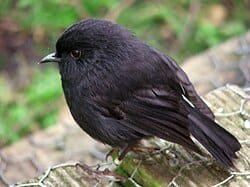 Black Robin