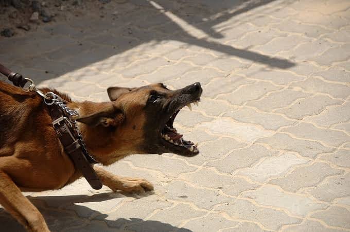 World Rabies Day