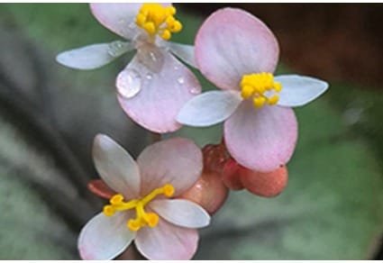 Begonia rajvikramanii