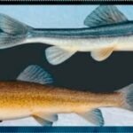 High-Altitude Fish Schizopygopsis Waddellii Discovered in Tawang, Recorded First Time in India 