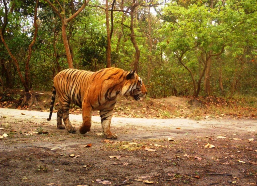 Dudhwa Tiger Reserve