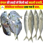 बंगाल की खाड़ी में मिली नई मछली प्रजाति, Bathymyrus perplexus रखा गया है नाम