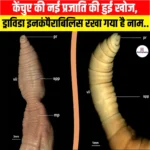 केंचुए की नई प्रजाति की हुई खोज, Drawida incomparabilis रखा गया है नाम